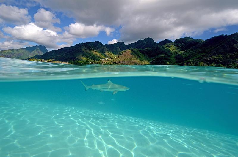 PF Moorea oct 2012 raies requins_59.jpg